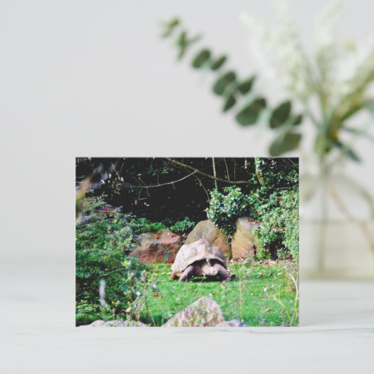 Grote schildpad briefkaart (Staand voorkant)