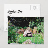 Grote schildpad briefkaart (Voorkant / Achterkant)