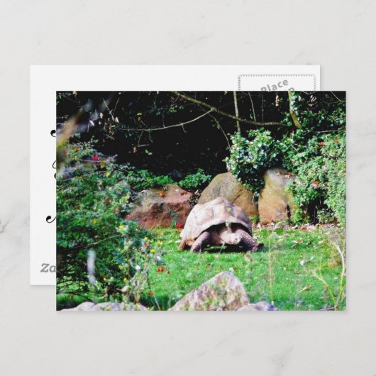 Grote schildpad briefkaart (Voorkant / Achterkant)