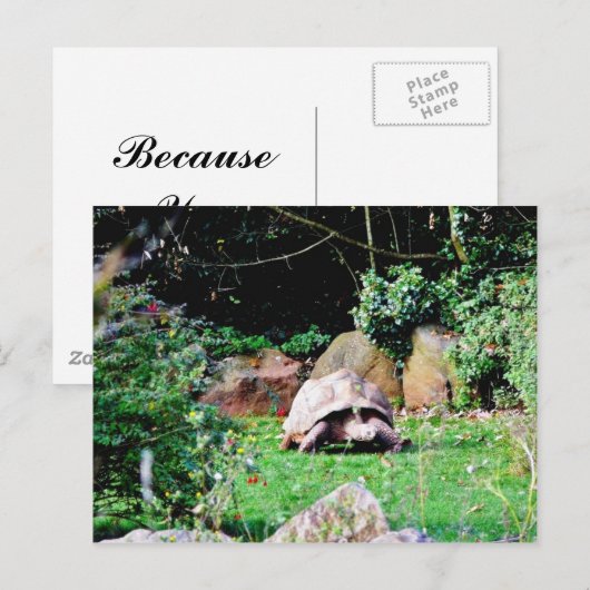 Grote schildpad briefkaart (Voorkant / Achterkant)