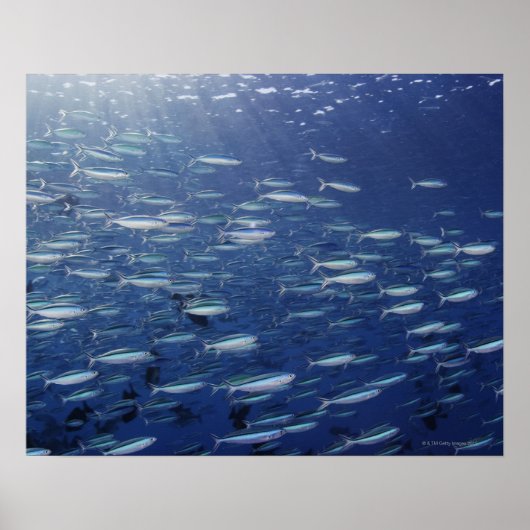 Grote school voor blauwkever poster (Voorkant)