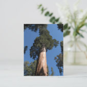 Grote Sequoia Briefkaart (Staand voorkant)