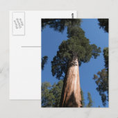 Grote Sequoia Briefkaart (Voorkant / Achterkant)