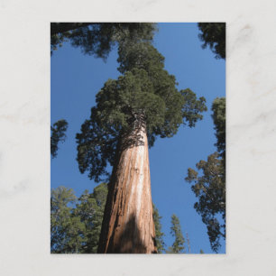 Grote Sequoia Briefkaart