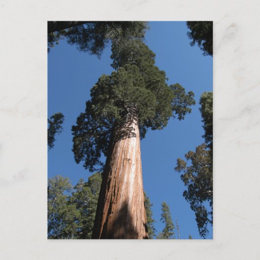 Grote Sequoia Briefkaart (Voorkant)