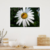 Grote Shasta Daisy Full Faced Poster (Keuken)