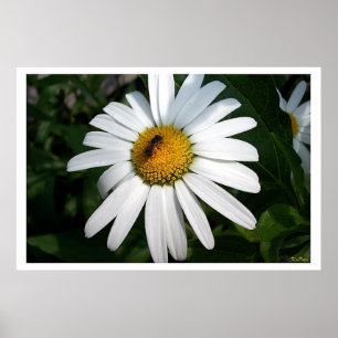 Grote Shasta Daisy Full Faced Poster