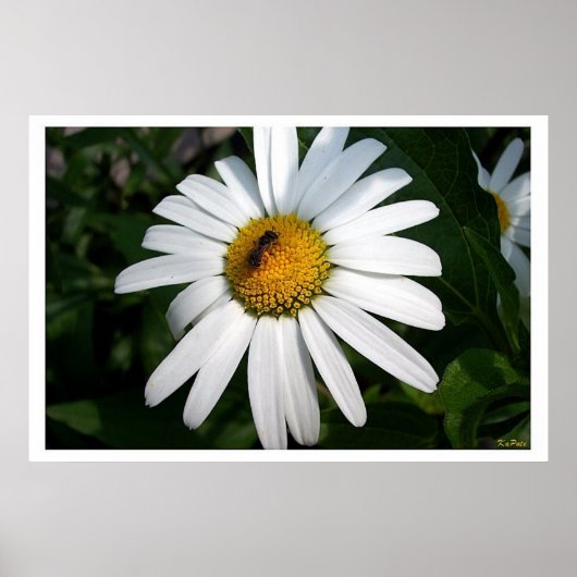 Grote Shasta Daisy Full Faced Poster (Voorkant)
