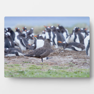 Grote Skua voor pinguïn kolonie Fotoplaat