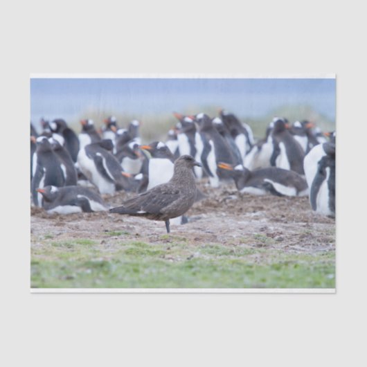 Grote Skua voor pinguïn kolonie Tissuepapier (Voorkant)