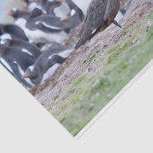 Grote Skua voor pinguïn kolonie Tissuepapier (Detail)