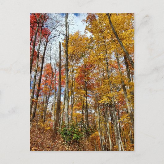 Grote Smoky Mountains National Park Herfst gebergt Briefkaart (Voorkant)