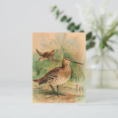 Grote Snipe vogelillustratie Briefkaart (Staand voorkant)