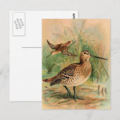 Grote Snipe vogelillustratie Briefkaart (Voorkant / Achterkant)