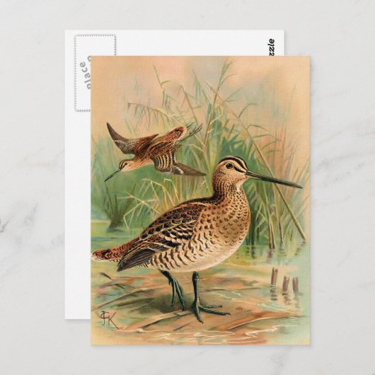 Grote Snipe vogelillustratie Briefkaart (Voorkant / Achterkant)