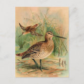 Grote Snipe vogelillustratie Briefkaart (Voorkant)