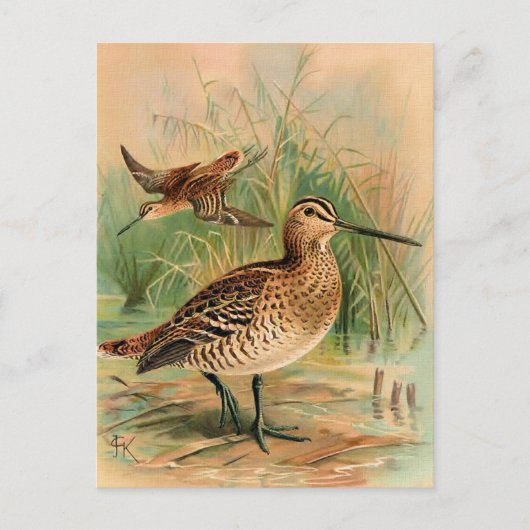 Grote Snipe vogelillustratie Briefkaart (Voorkant)