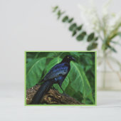 Grote staartgrijs briefkaart (Staand voorkant)