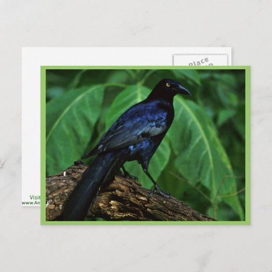 Grote staartgrijs briefkaart (Voorkant / Achterkant)