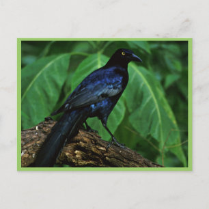 Grote staartgrijs briefkaart