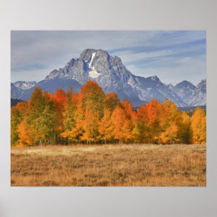 Grote Teton NP, Mount Moran en aspen bomen Poster