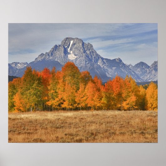 Grote Teton NP, Mount Moran en aspen bomen Poster (Voorkant)