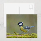 Grote tiervogel briefkaart (Voorkant / Achterkant)