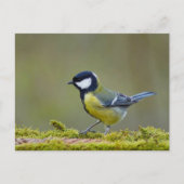 Grote tiervogel briefkaart (Voorkant)