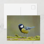 Grote tiervogel briefkaart (Voorkant / Achterkant)