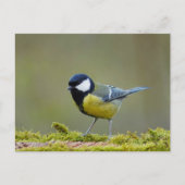 Grote tiervogel briefkaart (Voorkant)