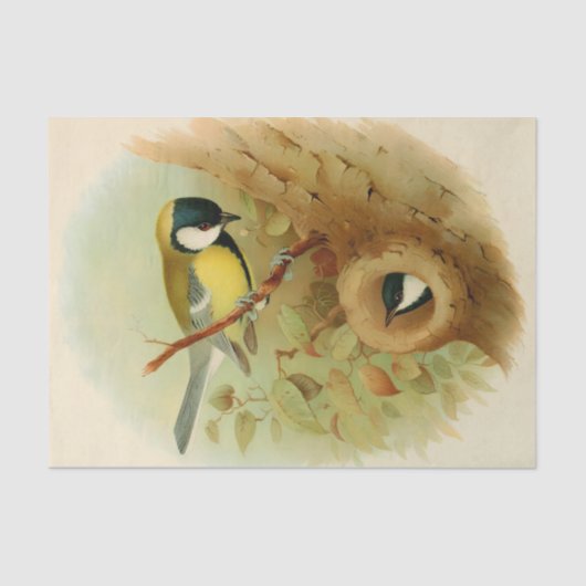 Grote tiet- Kleurrijke vogel, Kunst Tissuepapier (Voorkant)