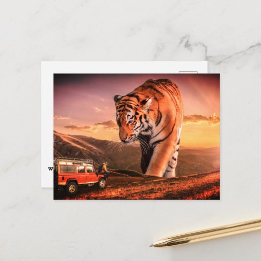 Grote tijger briefkaart (Voorkant / Achterkant in situ)