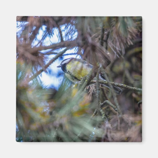 Grote tit (Parus major) Magneet (Voorkant)