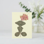 Grote Trumpet Honeysuckle Botanische illustratie Briefkaart (Staand voorkant)