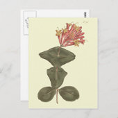 Grote Trumpet Honeysuckle Botanische illustratie Briefkaart (Voorkant / Achterkant)