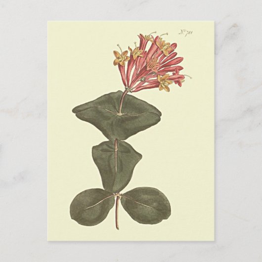 Grote Trumpet Honeysuckle Botanische illustratie Briefkaart (Voorkant)