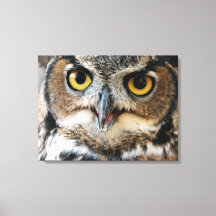 Grote Uil (Bubo virginianus)