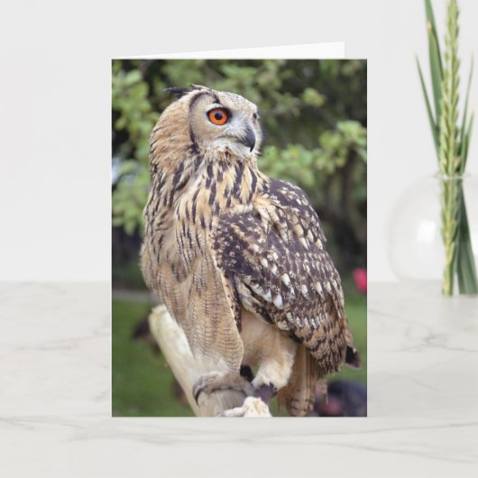 Grote Uil op de Wenskaarten van de Omheining Kaart (Voorkant)