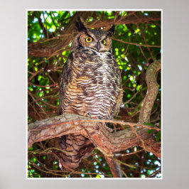 Grote Uil Poster | Wilde Dieren Vogel Kunst