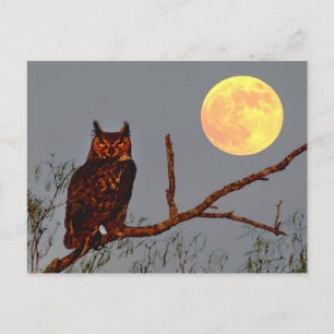 Grote Uil Volle Maan Briefkaart
