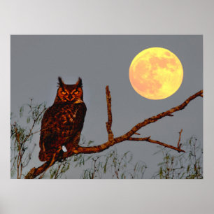Grote Uil   Volle Maan Poster