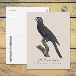Grote Vasapapegaai, Coracopsis Vasa Illustratie Briefkaart