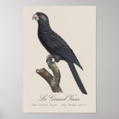 Grote Vasapapegaai, Coracopsis Vasa Illustratie Poster (Voorkant)