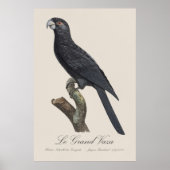 Grote Vasapapegaai, Coracopsis Vasa Illustratie Poster (Voorkant)