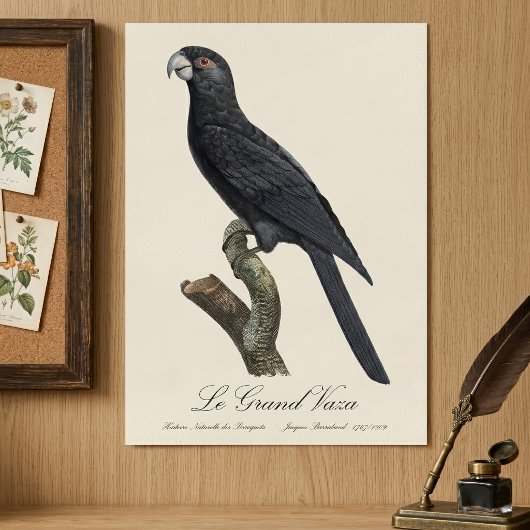 Grote Vasapapegaai, Coracopsis Vasa Illustratie Poster