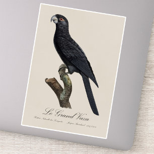 Grote Vasapapegaai, Coracopsis Vasa Illustratie Sticker