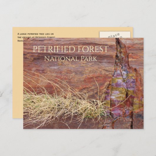 Grote Versteende Boom in Versteend Bos NP Briefkaart (Voorkant / Achterkant)