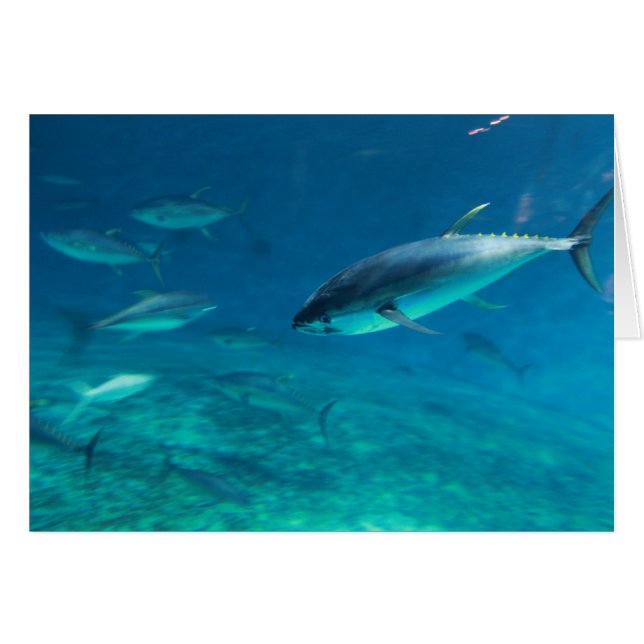 Grote vis (Voorkant Horizontaal)