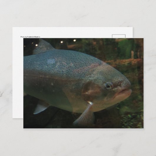 Grote vis briefkaart (Voorkant / Achterkant)