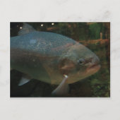 Grote vis briefkaart (Voorkant)
